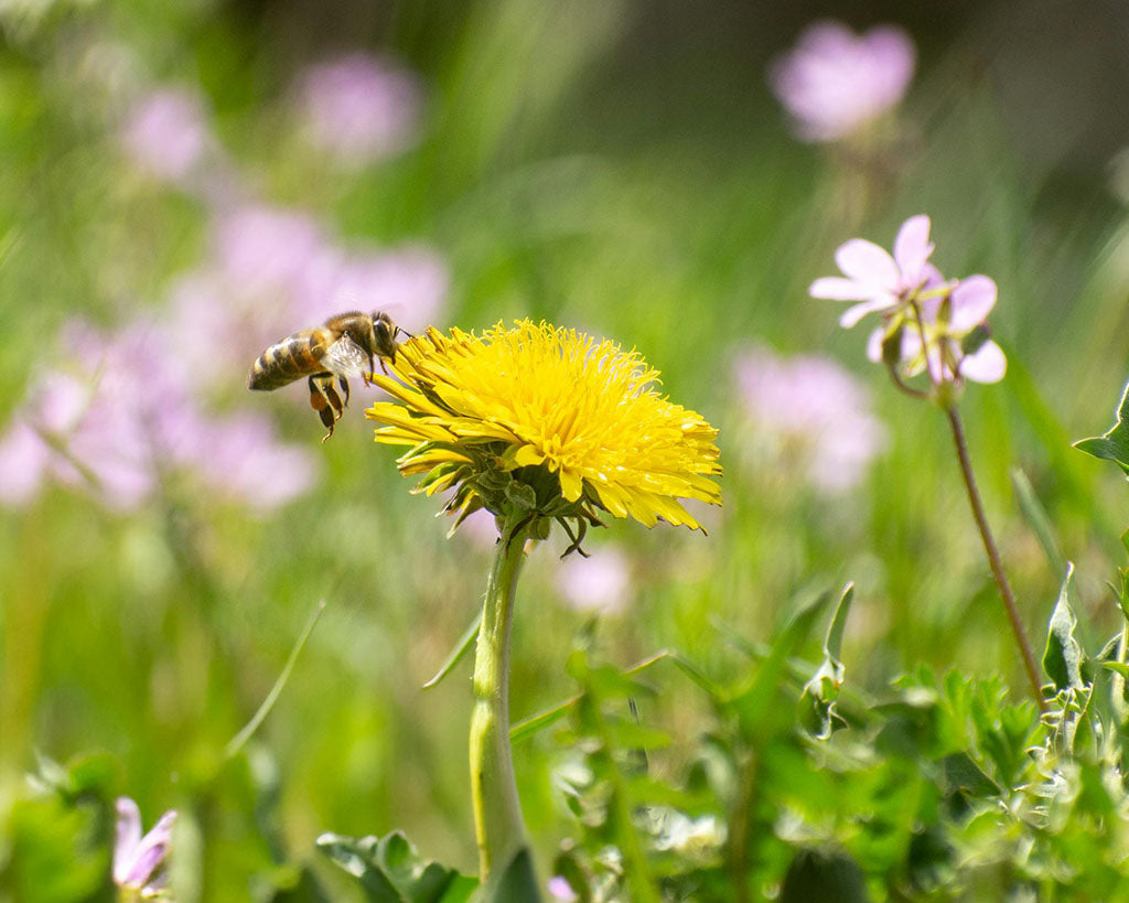 bee approaching a dandelion to pollinate