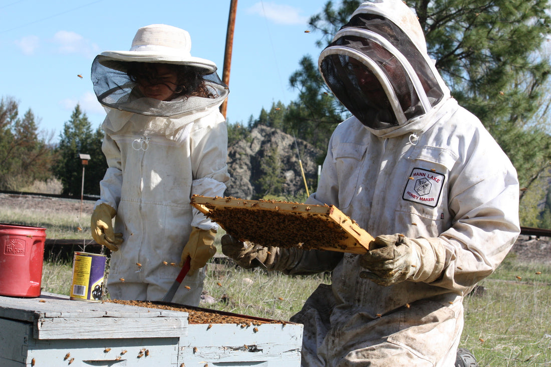 Beginning beekeeping basics: nucs v. Packages, plus tips for getting started