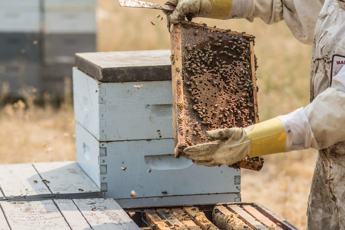 Hive Health: Early Season Inspections