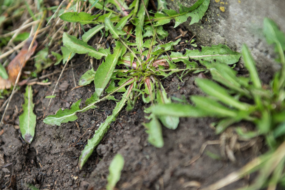 An ode to dandelions: a nutritive, tonic herb that’s good for bees, people, and honey