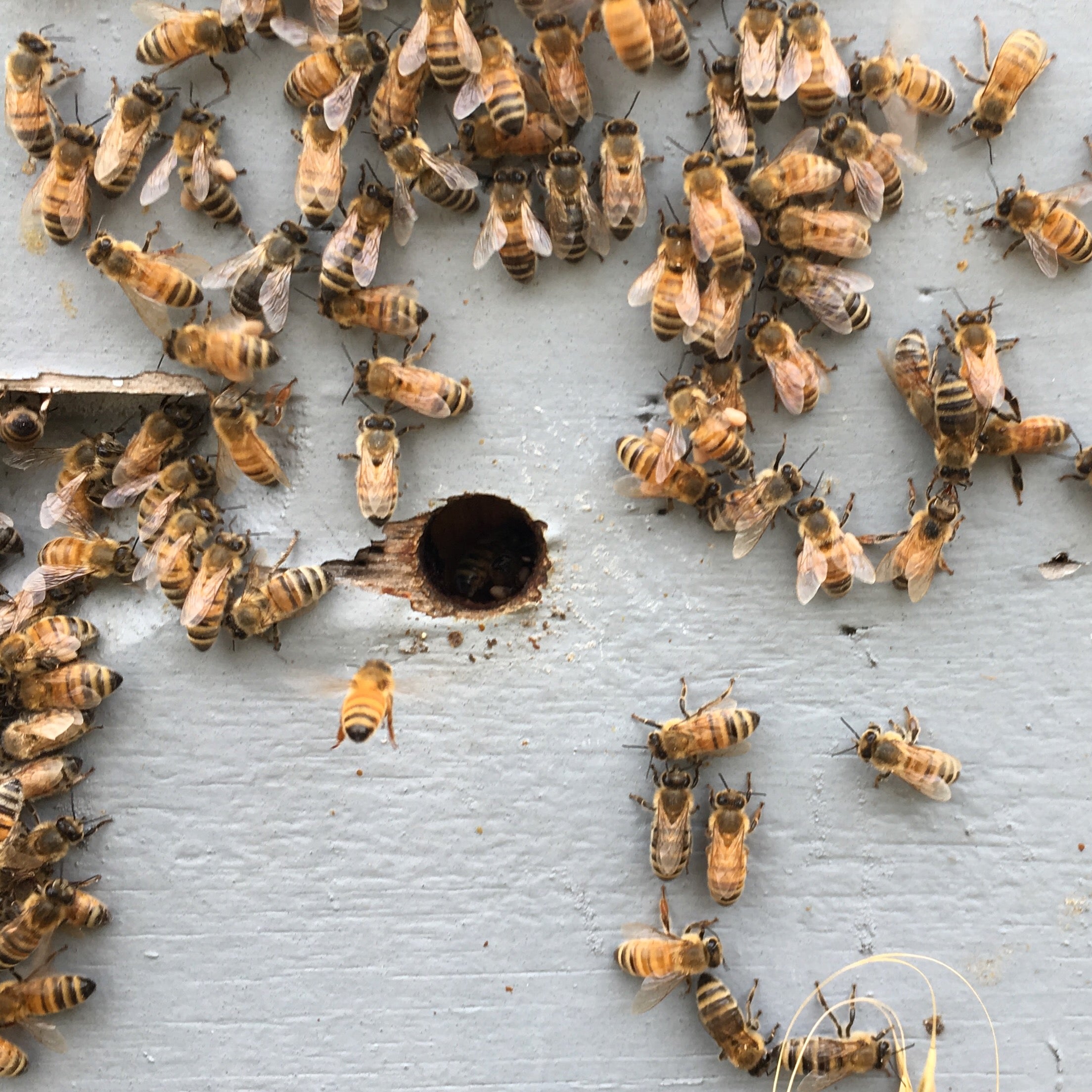 Bee Nucs & Starter Hives | Montana Honeybee Colonies for Sale - Hindu ...