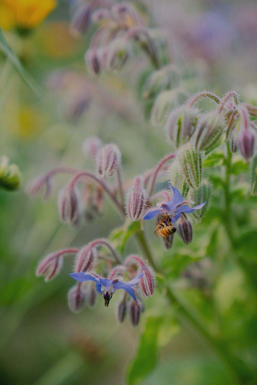 bee-in-flowers_dark_cdd6b686-59b4-4e38-838f-50b2fd9f781f.jpg