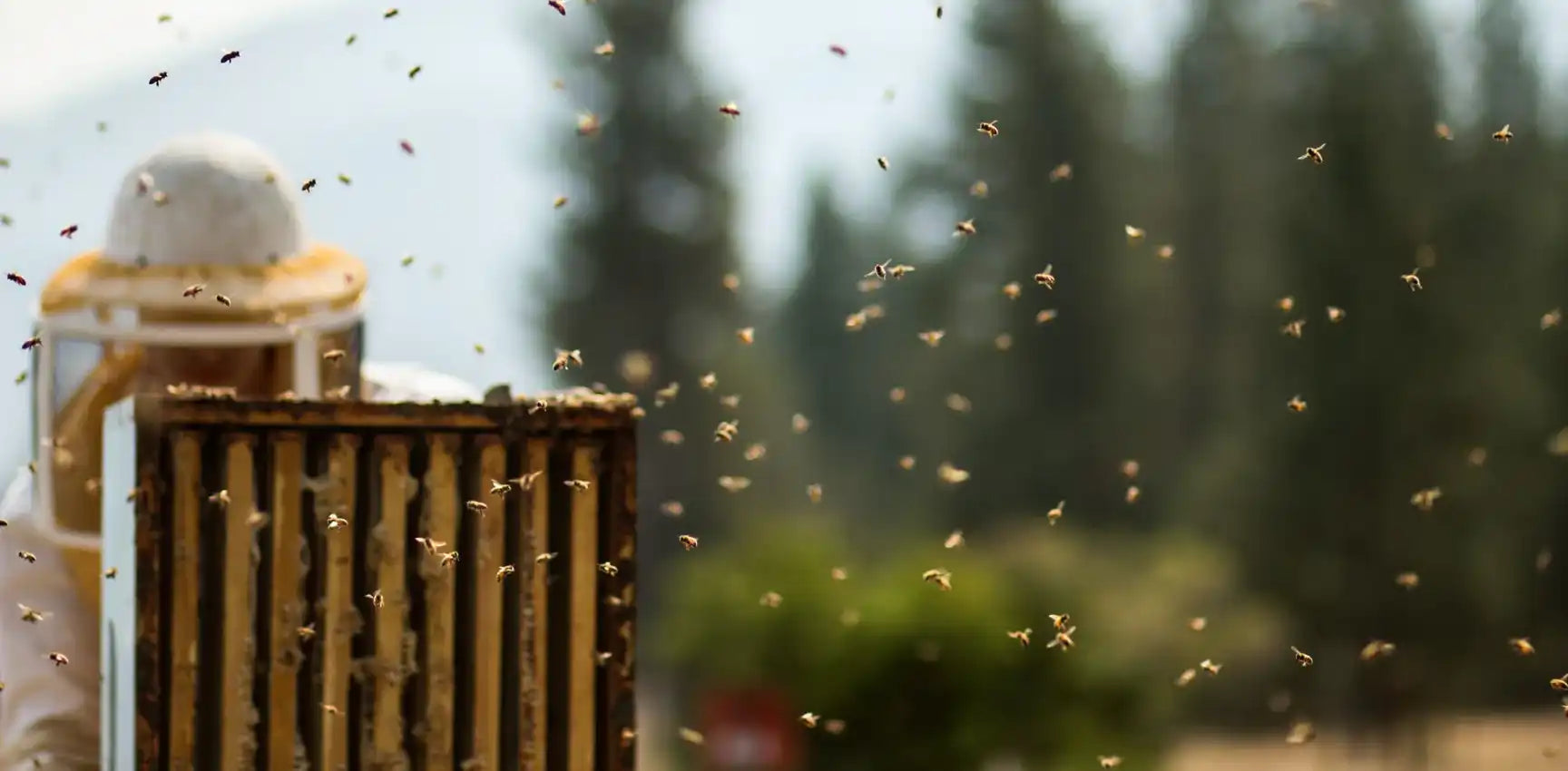 bee-keeper-flying-bees.webp