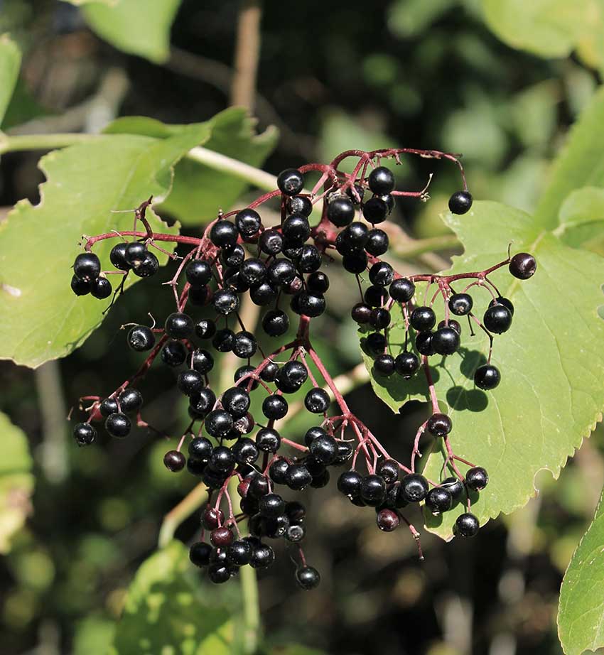 Elderberry