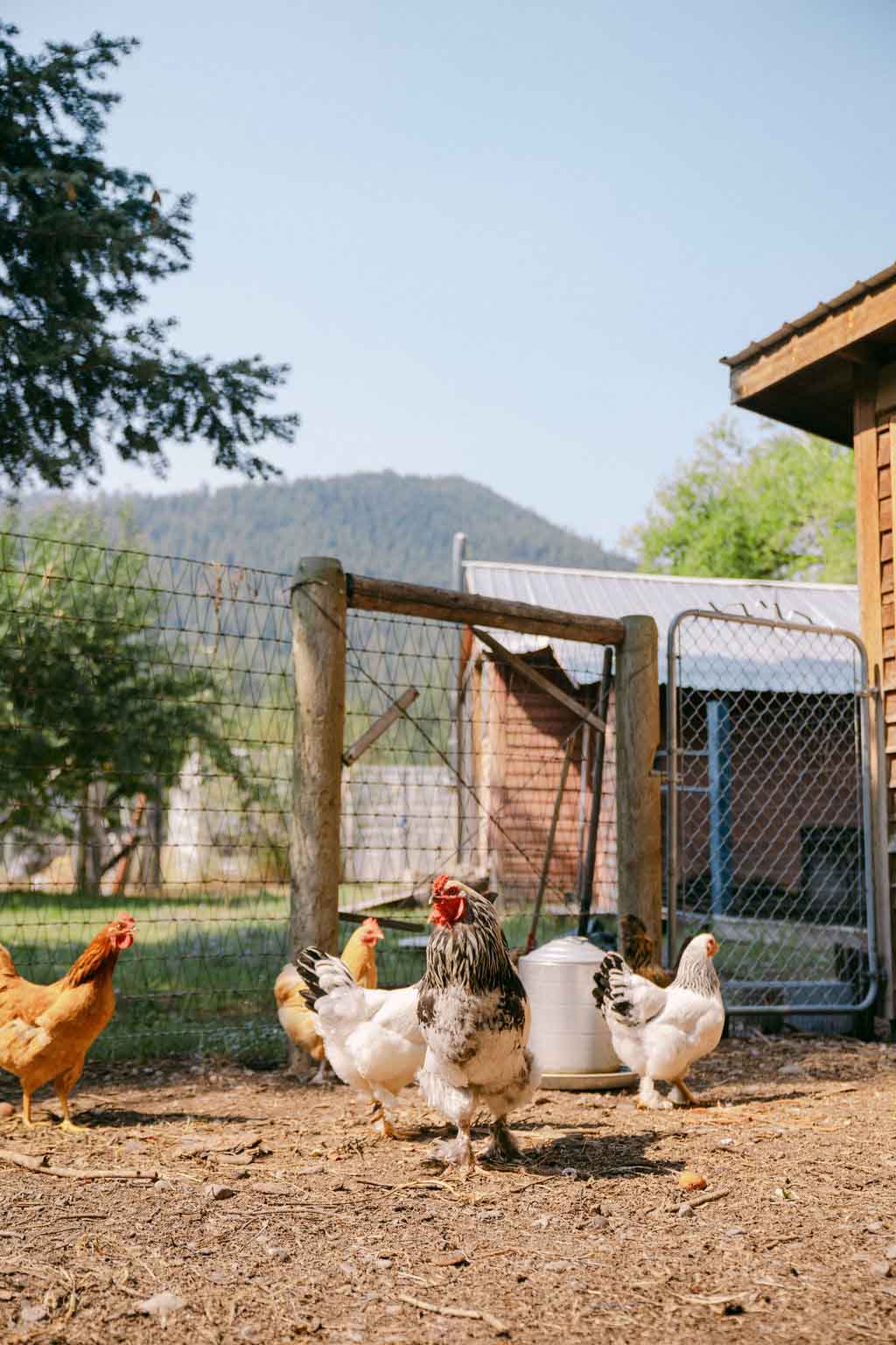 farm-chickens.jpg