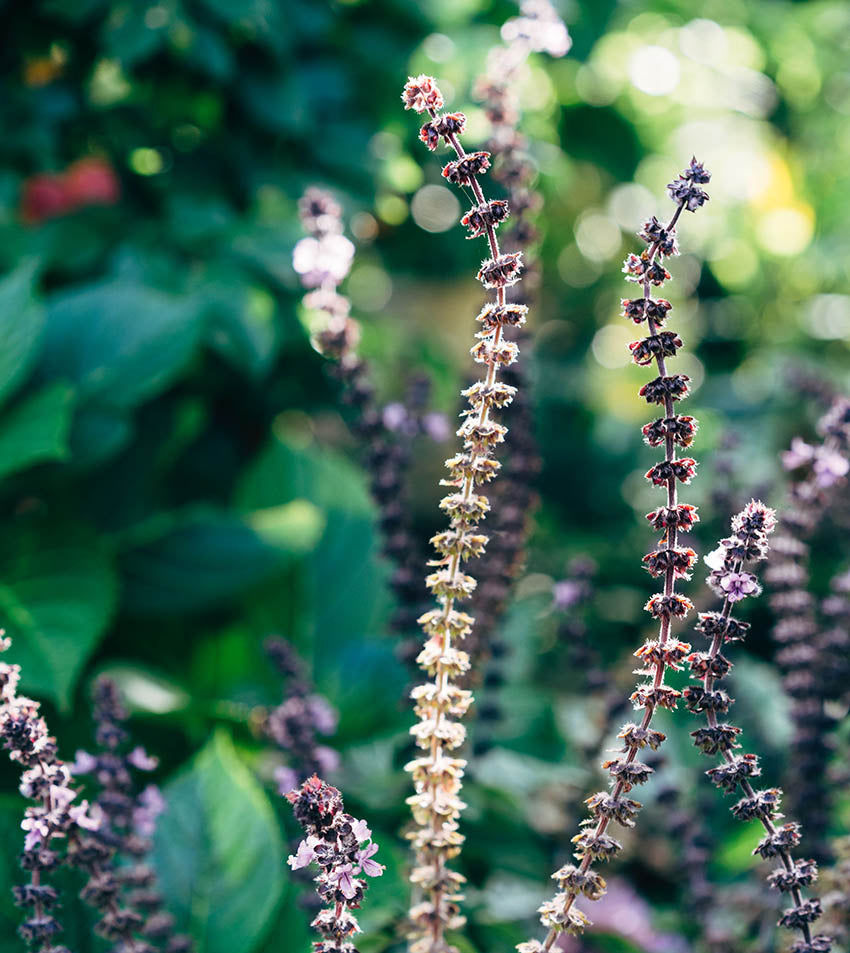 Holy Basil