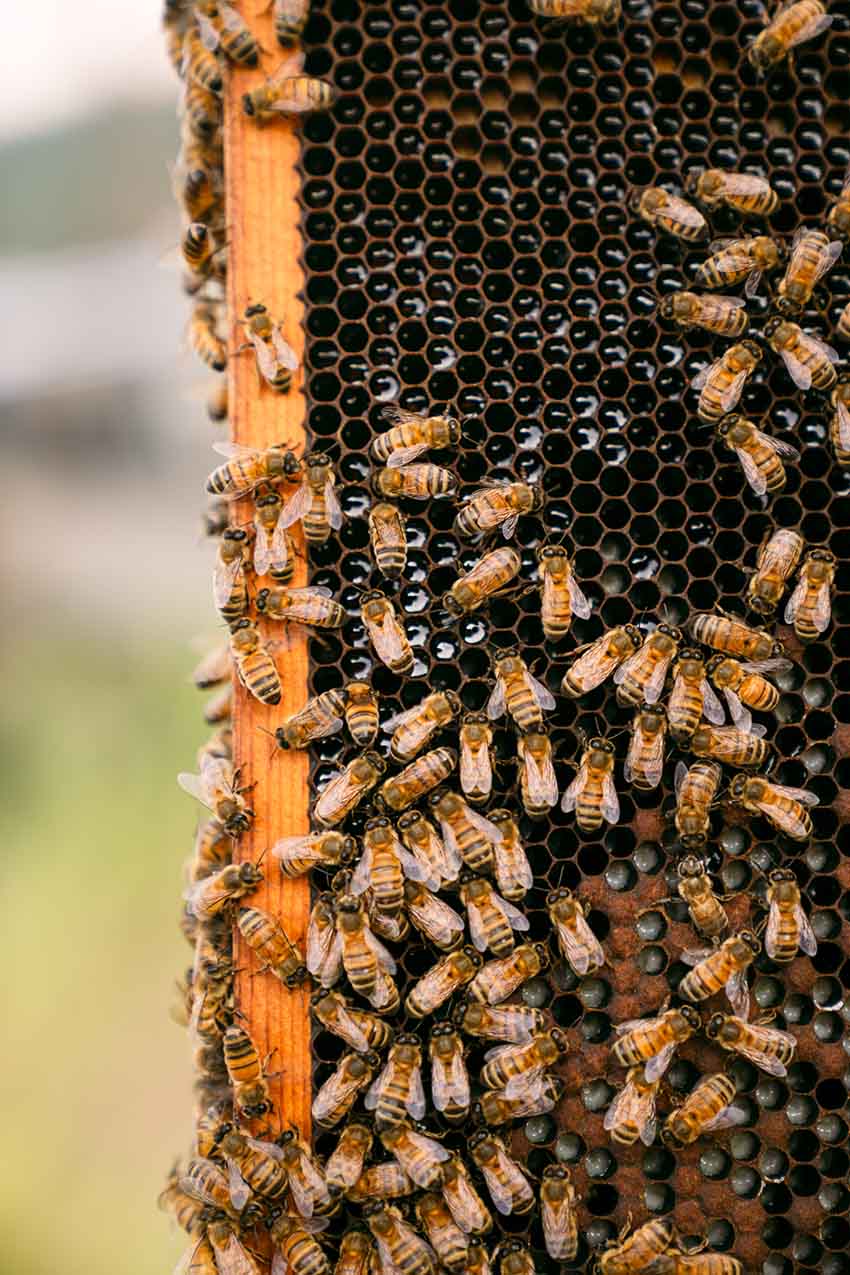 Bees on a honeycomb frame with a blurred natural background