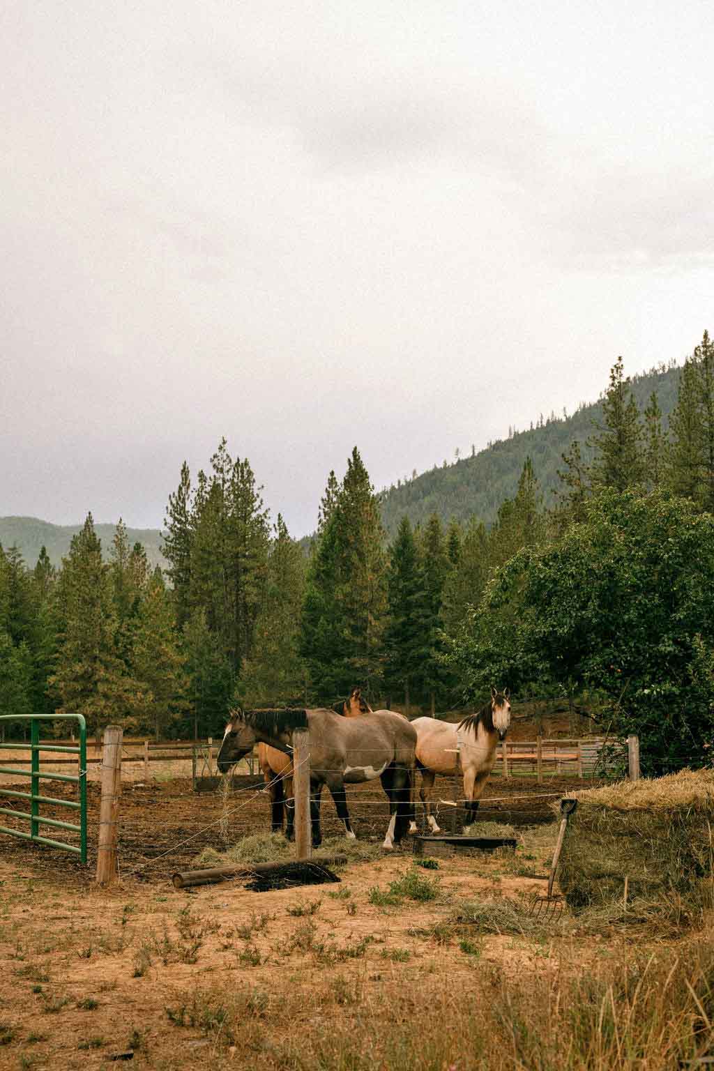 montana-horses.jpg