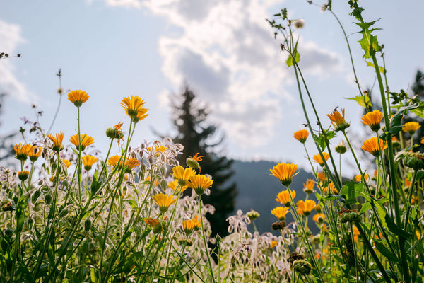 MountainArnica