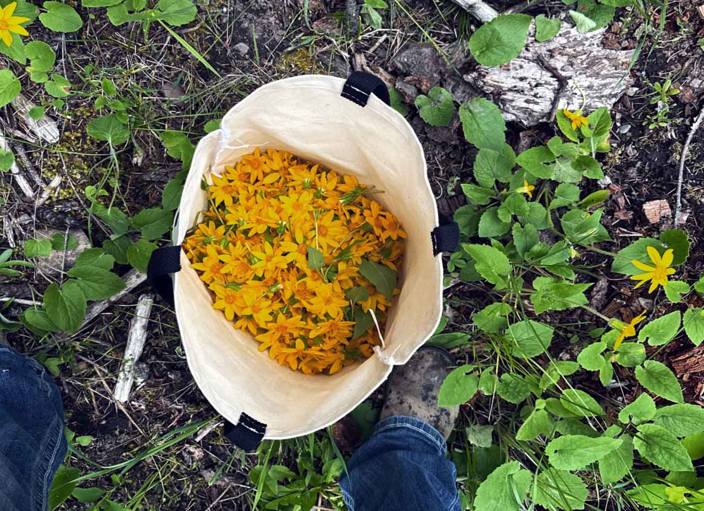 pail-of-arnica-montana.jpg