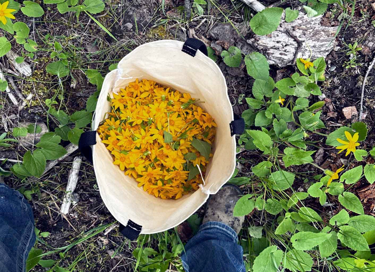 Arnica Montana