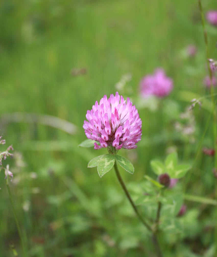 Red Clover