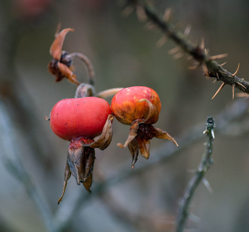 Rose Hips