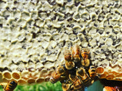 2025 Nuc Deposit - pickup only