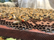 2025 Nuc Deposit - pickup only